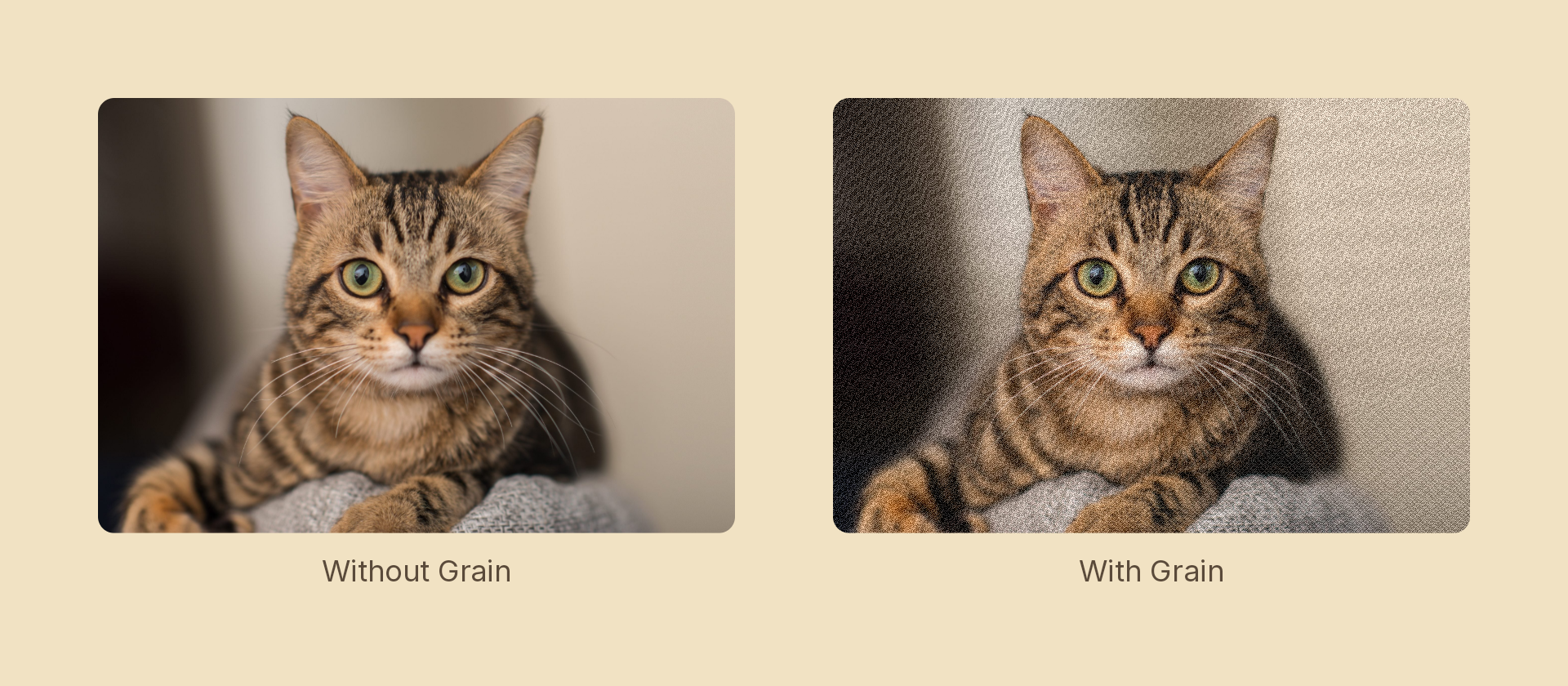 Grain effect demo